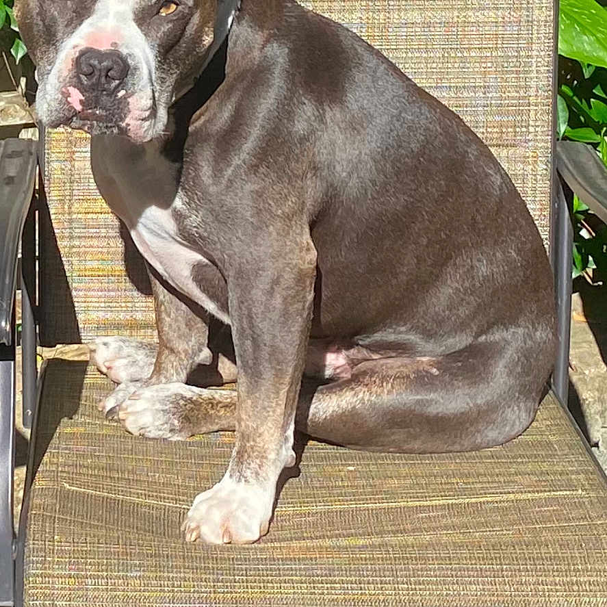 Arcturus is registered to the contest to win money with this photo: animal, backyard, brown, chair, dog, fur, furniture, greenery, leaf, metal, nature, outdoor, paw, pet, portrait, shade, sitting, sunlight, texture, white