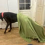 animal, black_dog, blanket, blanket_draped, cabinet, cape, collar, curtain, dog, domestic, door, floor, funny, furniture, green_blanket, home, indoor, pet, red_collar, wooden_floor