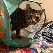 Fox joined the competition — help win amazing prizes! animal, bed, bedroom, cat, curious, ears, eyes, fabric, feline, folded_clothes, home, indoor, mesh_tunnel, patterned_quilt, pet, playful, quilt, soft_lighting, tabby_cat, textile
