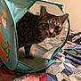 animal, bed, bedroom, cat, curious, ears, eyes, fabric, feline, folded_clothes, home, indoor, mesh_tunnel, patterned_quilt, pet, playful, quilt, soft_lighting, tabby_cat, textile
