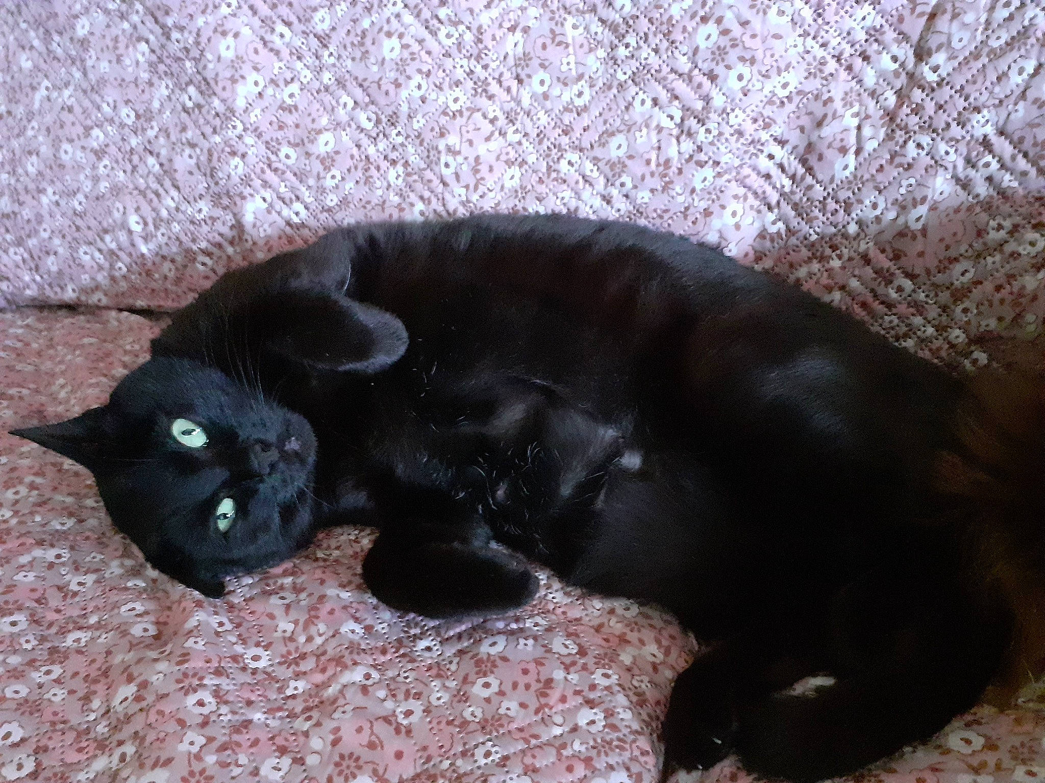 Maya a rejoint le concours — aidez-le/la à gagner de superbes lots ! black_cat, bombay, canidae, carnivore, cat, claw, comfort, dog_breed, domestic_short_haired_cat, felidae, fur, havana_brown, paw, small_to_medium_sized_cats, snout, tail, terrestrial_animal, whiskers