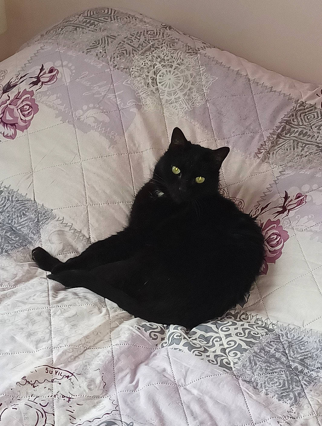 Shella a rejoint le concours — aidez-le/la à gagner de superbes lots ! bed, bedding, black_cat, bombay, carnivore, cat, cat_supply, comfort, domestic_short_haired_cat, felidae, flooring, fur, grey, linens, pattern, room, small_to_medium_sized_cats, tail, tints_and_shades, whiskers