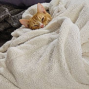 Lucky a rejoint le concours — aidez-le/la à gagner de superbes lots ! animal, blanket, cat, comfort, couch, cozy, cute, feline, fur, ginger_cat, home, indoor, pet, pillow, relaxed, resting, sleepy, snug, soft_texture, wrapped