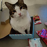 Minou participe au concours pour gagner de l'argent avec cette photo : box, cardboard, carmine, carnivore, cat, domestic_short_haired_cat, felidae, flooring, fur, packaging_and_labeling, paper_product, paw, publication, room, shelf, shelving, shipping_box, small_to_medium_sized_cats, tail, whiskers