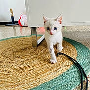 Nougat a rejoint le concours — aidez-le/la à gagner de superbes lots ! kitten, cat, blue_eyes, white_fur, walking, rug, woven_rug, furniture_leg, indoor, floor, cable, scratching_post, pet, animal, small, curious, playful, home, domestic, cute