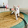 kitten, cat, blue_eyes, white_fur, walking, rug, woven_rug, furniture_leg, indoor, floor, cable, scratching_post, pet, animal, small, curious, playful, home, domestic, cute