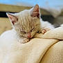 Nougat a rejoint le concours — aidez-le/la à gagner de superbes lots ! kitten, cat, sleeping, nap, soft_blanket, cozy, indoor, feline, cute, resting, fur, pet, animal, young, closeup, whiskers, ears, pink_nose, paws, comfortable