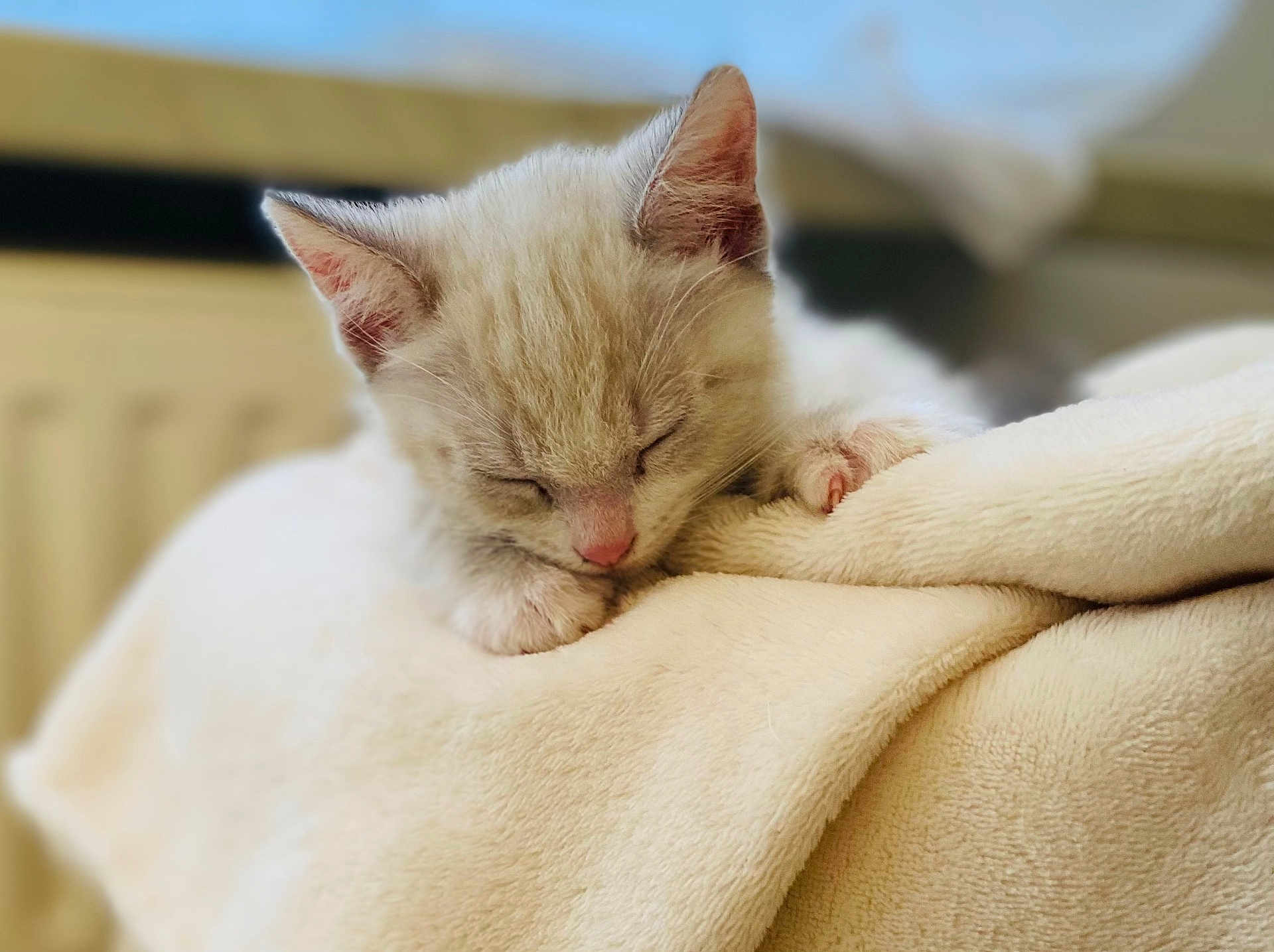 Nougat a rejoint le concours — aidez-le/la à gagner de superbes lots ! kitten, cat, sleeping, nap, soft_blanket, cozy, indoor, feline, cute, resting, fur, pet, animal, young, closeup, whiskers, ears, pink_nose, paws, comfortable