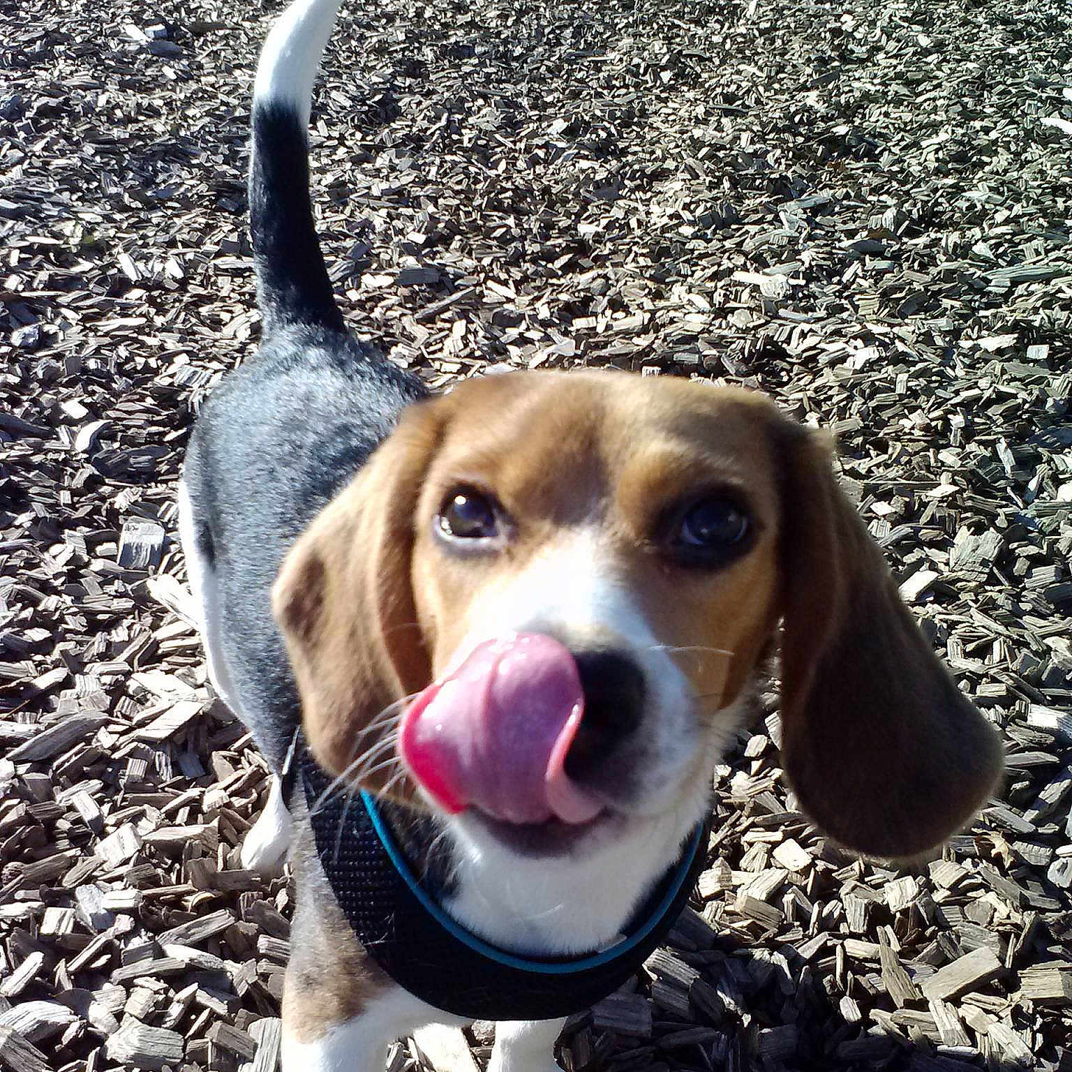 Maximus is registered to the contest to win money with this photo: