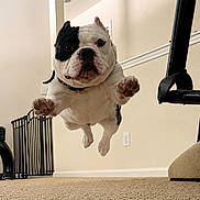 Maximus joined the competition — help win amazing prizes! dog, bulldog, jumping, indoor, carpet, pet, animal, playful, leaping, motion, cute, energetic, house, furniture, wall, floor, collar, paw, face, expression