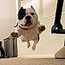 dog, bulldog, jumping, indoor, carpet, pet, animal, playful, leaping, motion, cute, energetic, house, furniture, wall, floor, collar, paw, face, expression