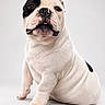 Maximus joined the competition — help win amazing prizes! bulldog, puppy, dog, pet, white_background, sitting, cute, animal, portrait, studio, fur, black_patch, tongue, young_dog, mammal, domestic_animal, closeup, adorable, friendly, companion
