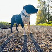 Rocco participe au concours pour gagner de l'argent avec cette photo : accessories, animal, bulldog, canine, dog, grass, gravel, hound, leash, nature, outdoors, pet, plant, pointer, puppy, road, rock, sky, strap, tree