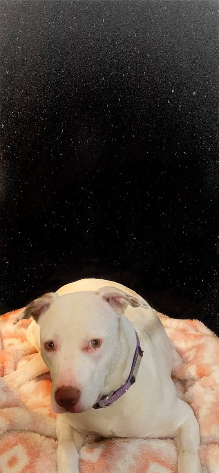 Kiwi is registered to the contest to win money with this photo: astronomical_object, canidae, carnivore, cloud, collar, companion_dog, dog, dog_breed, dog_collar, fawn, flash_photography, fur, metal, pet_supply, sky, snout, sporting_group, whiskers, white, working_animal