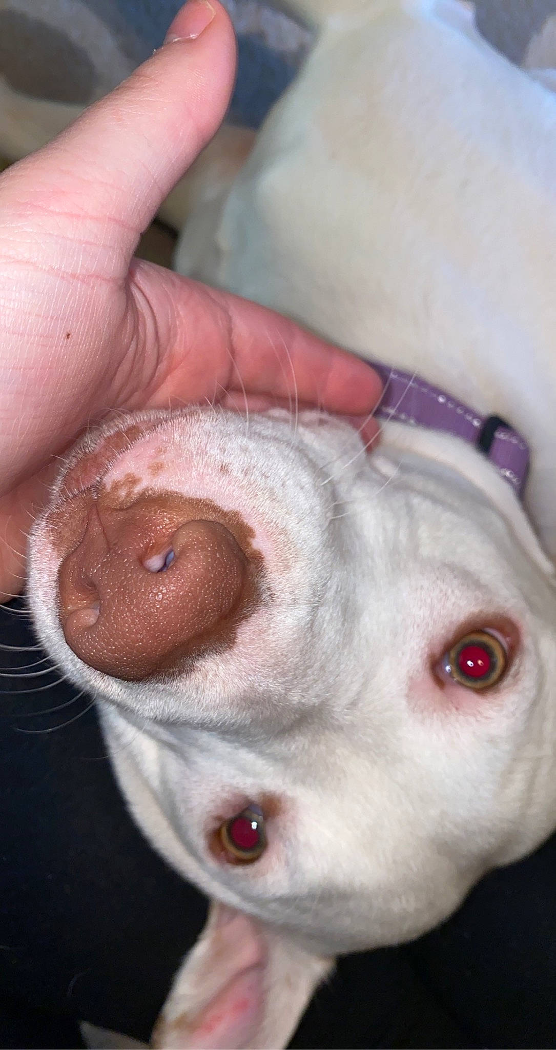 Kiwi joined the competition — help win amazing prizes! canidae, carnivore, close_up, companion_dog, dog, dog_breed, ear, eyelash, fawn, finger, fur, iris, jaw, nail, nose, organ, snout, thumb, whiskers, wrinkle