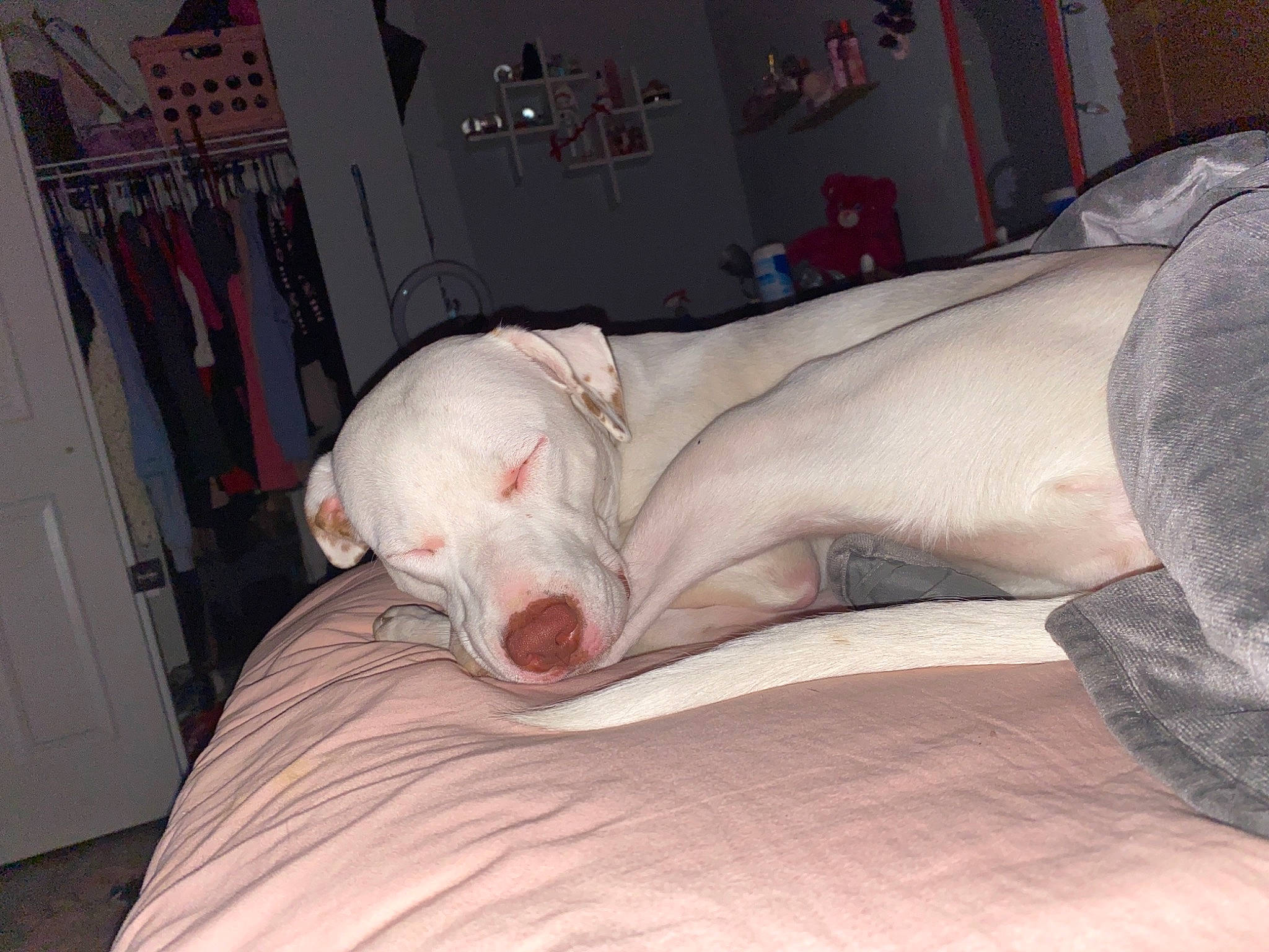 Kiwi is registered to the contest to win money with this photo: bedding, canidae, carnivore, comfort, companion_dog, dog, dog_breed, dogo_argentino, door, fawn, flesh, foot, grey, guard_dog, human_leg, jaw, linens, snout, sporting_group, whiskers