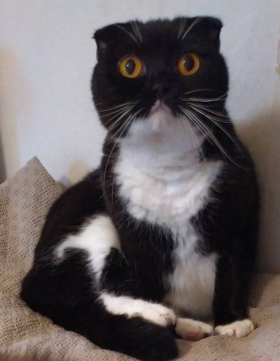 Mango a rejoint le concours — aidez-le/la à gagner de superbes lots ! black_cat, carnivore, cat, domestic_short_haired_cat, eye, felidae, food, formal_wear, fur, packaging_and_labeling, paw, small_to_medium_sized_cats, snout, tail, terrestrial_animal, whiskers, window