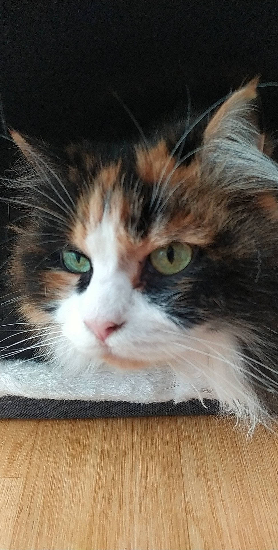 Violette participe au concours pour gagner de l'argent avec cette photo : carnivore, cat, close_up, comfort, domestic_short_haired_cat, felidae, flooring, fur, hardwood, paw, small_to_medium_sized_cats, snout, terrestrial_animal, whiskers, window, wood