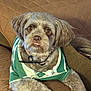 dog, pet, indoor, couch, furniture, brown, green_shirt, striped_shirt, fur, cute, relaxed, small_dog, collar, paw, expression, looking_up, quilted, seated, companion, animal