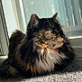 calico_pattern, carpet, cat, close_up, cozy, domestic, ears, fur, indoor, long_fur, lounging, pet, portrait, relaxed, shadow, side_profile, sunlight, tortoiseshell_cat, whiskers, window