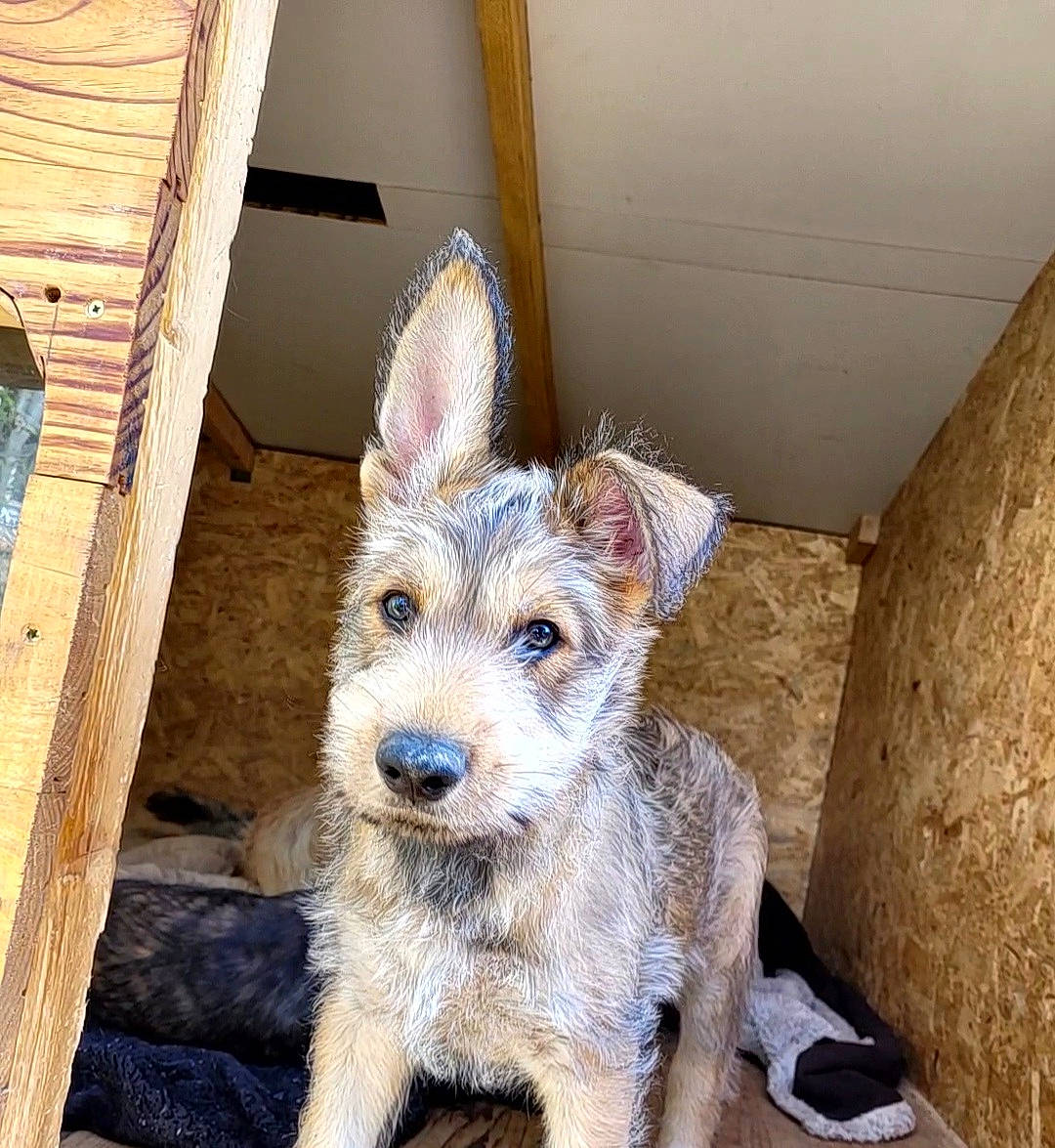 Sun a rejoint le concours — aidez-le/la à gagner de superbes lots ! canidae, carnivore, companion_dog, dog, dog_breed, dog_supply, fawn, fur, koolie, non_sporting_group, small_terrier, snout, sporting_group, tail, terrestrial_animal, terrier, toy_dog, wood, working_animal, working_terrier