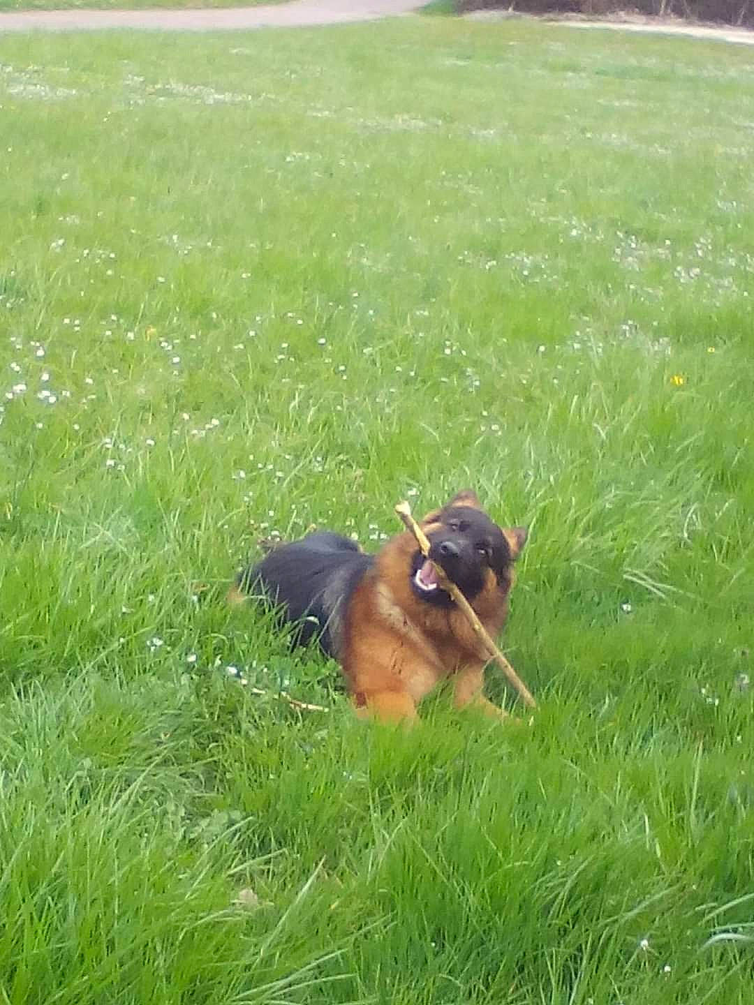 Jecko participe au concours pour gagner de l'argent avec cette photo : canidae, carnivore, companion_dog, dog, dog_breed, fawn, field, grass, grass_family, grassland, groundcover, hunting_dog, lawn, pasture, plant, prairie, sporting_group, tail, working_animal, working_dog