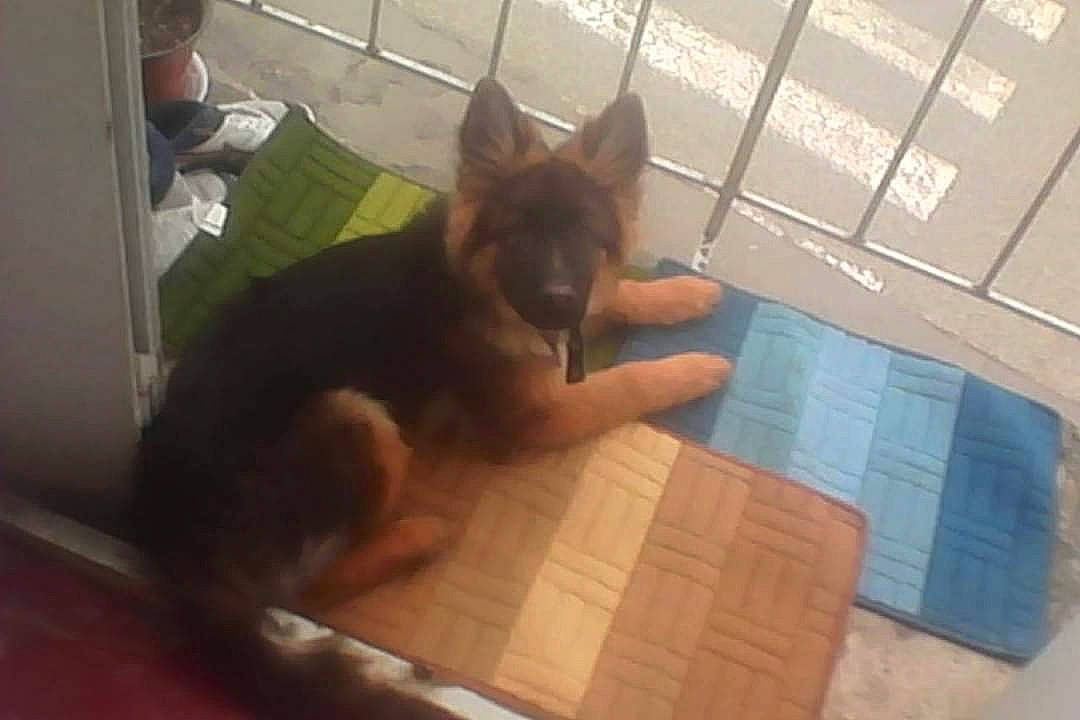 Jecko participe au concours pour gagner de l'argent avec cette photo : canidae, carnivore, companion_dog, dog, dog_breed, east_european_shepherd, fawn, floor, flooring, german_shepherd_dog, hardwood, herding_dog, room, snout, sporting_group, tail, window, wood, wood_stain, working_dog