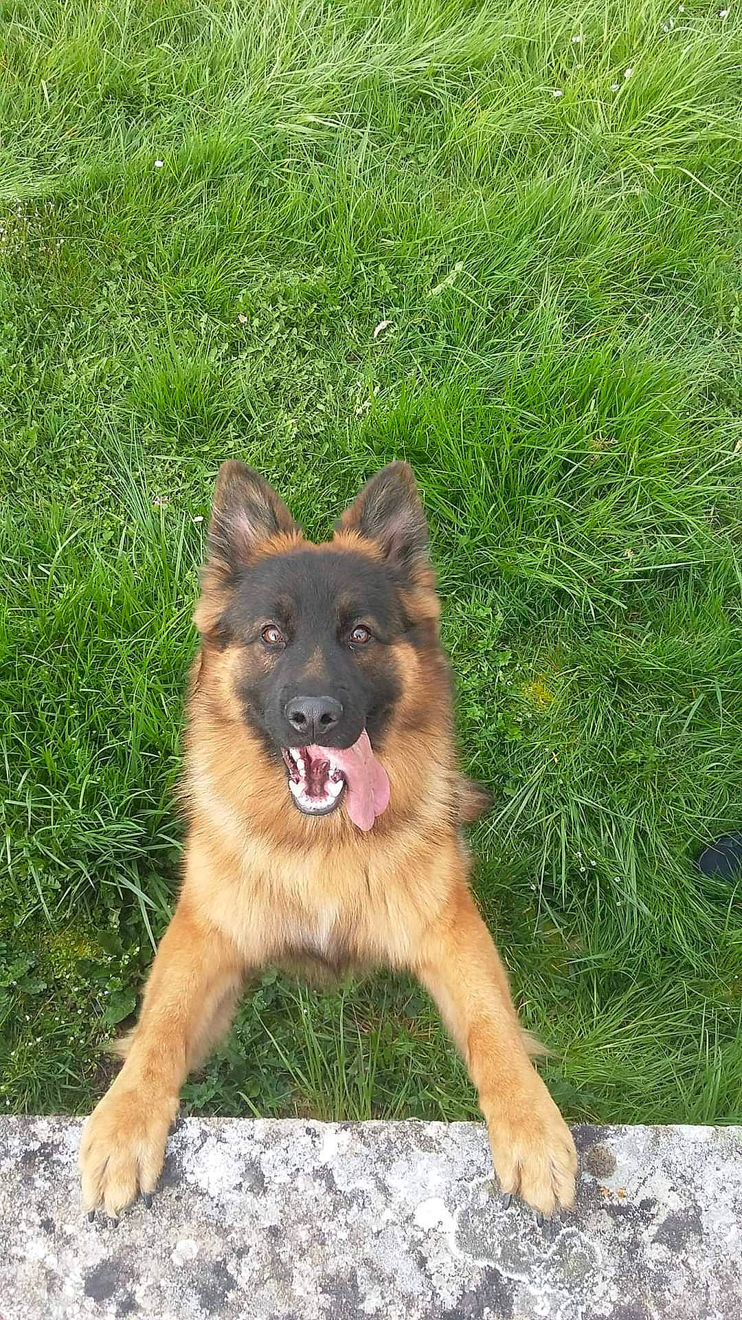 Jecko participe au concours pour gagner de l'argent avec cette photo : canidae, carnivore, companion_dog, dog, dog_breed, fawn, german_shepherd_dog, grass, groundcover, herding_dog, king_shepherd, old_german_shepherd_dog, plant, sporting_group, tail, terrestrial_animal, working_dog