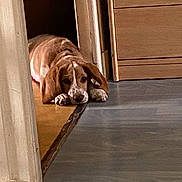 Tsuki participe au concours pour gagner de l'argent avec cette photo : basset_hound, bored, dog, domestic_animal, doorframe, doorway, floppy_ears, hallway, hardwood_floor, home, indoor, lying_down, nose, paws, pet, portrait, puppy, resting, tile_floor, wooden_drawer