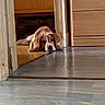 Tsuki participe au concours pour gagner de l'argent avec cette photo : beagle, brown_and_white, cabinet, cozy, dog, doorframe, doorway, ears, home_interior, indoor, laminate_floor, looking_at_camera, lying_down, muzzle, paw, pet, reflection, resting, sad_eyes, shallow_depth_of_field