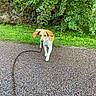 brown_and_white_coat, bushes, canine, cute, dog, ears_flapping, foliage, grass, gravel_path, greenery, leash, motion, nature, outdoors, pavement, pet, portrait, single_animal, small_dog, walking