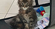 Amy a rejoint le concours — aidez-le/la à gagner de superbes lots ! animal, cat, cozy, curious, cute, domestic, feline, floor_tiles, fluffy, household, indoor, kitten, mesh, pet_carrier, playful, sitting, small_pet, striped_towel, toy, young_animal