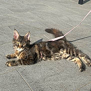 Amy participe au concours pour gagner de l'argent avec cette photo : alert, animal, cat, domestic, ears, fur, golden_eyes, harness, leash, mammal, outdoor, pavement, pet, relaxed, resting, stone, sunlight, tabby, tail, whiskers