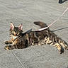alert, animal, cat, domestic, ears, fur, golden_eyes, harness, leash, mammal, outdoor, pavement, pet, relaxed, resting, stone, sunlight, tabby, tail, whiskers
