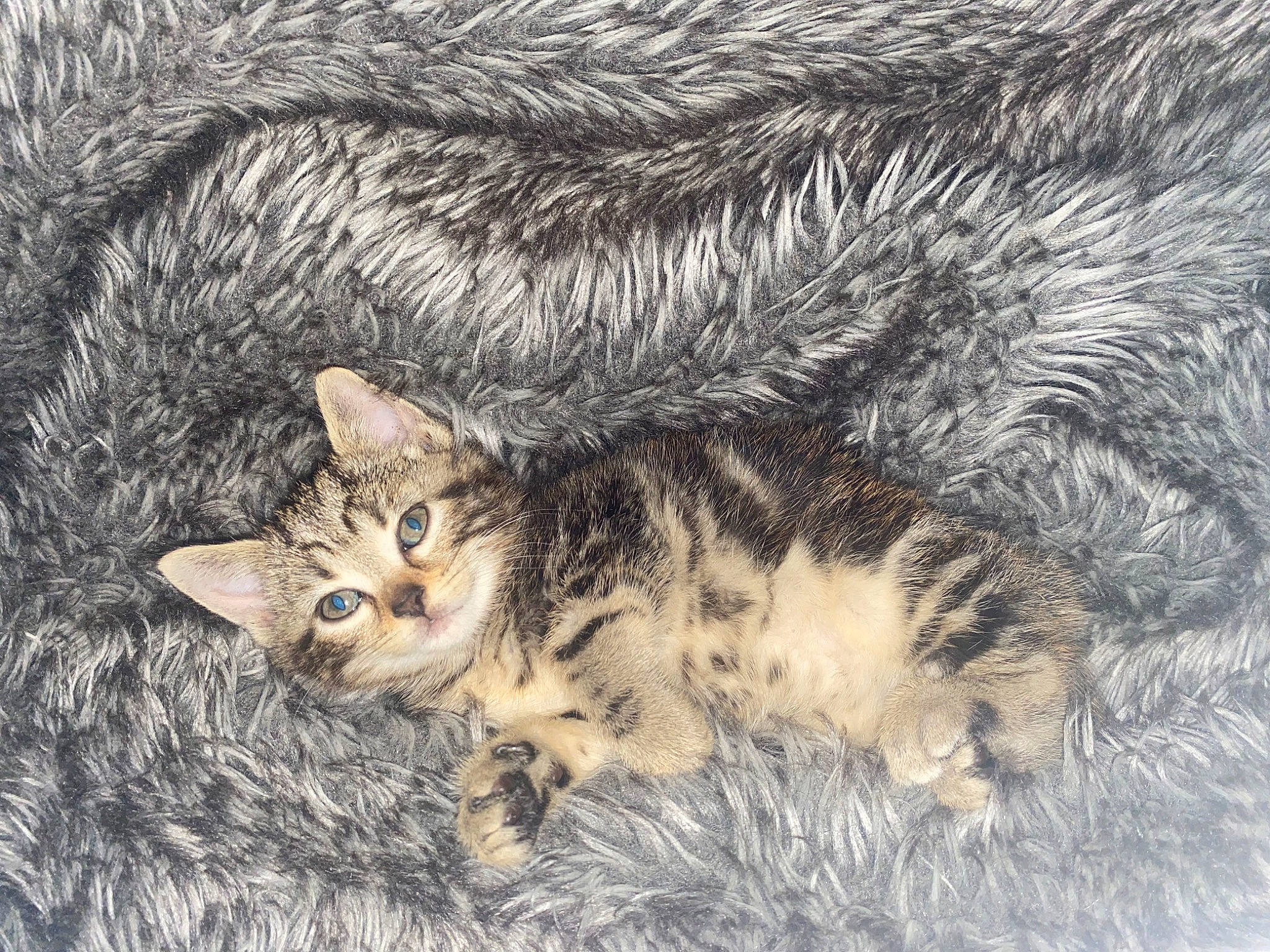 Filou