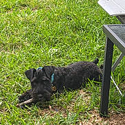 Beast joined the competition — help win amazing prizes! dog, black_dog, grass, outdoor, stick, playful, pet, canine, collar, nature, yard, sunny, animal, chewing, leisure, greenery, table_leg, resting, summer, happy