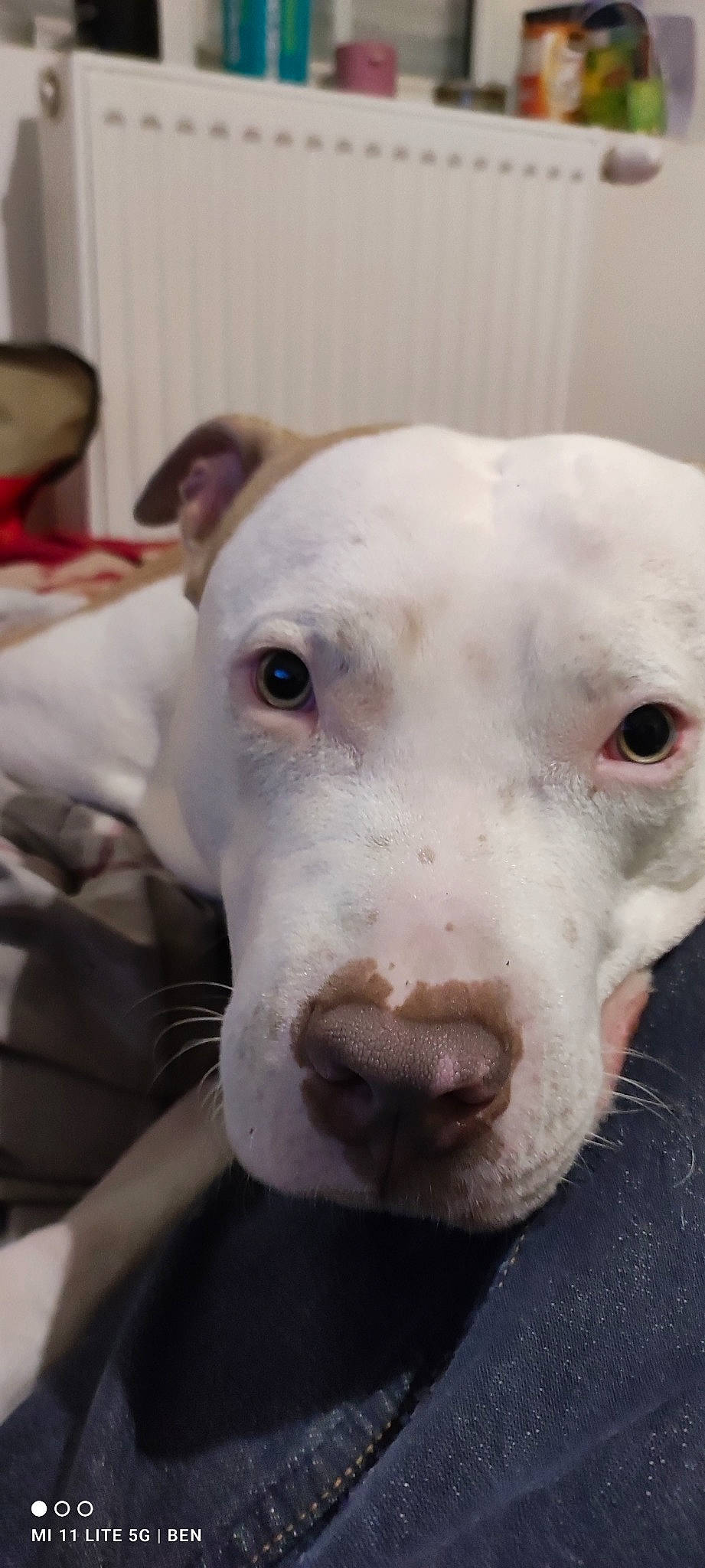 Sultan participe au concours pour gagner de l'argent avec cette photo : canidae, carnivore, collar, companion_dog, dog, dog_breed, eye, fawn, foam, monochrome_photography, non_sporting_group, snout, sporting_group, terrestrial_animal, whiskers, working_animal