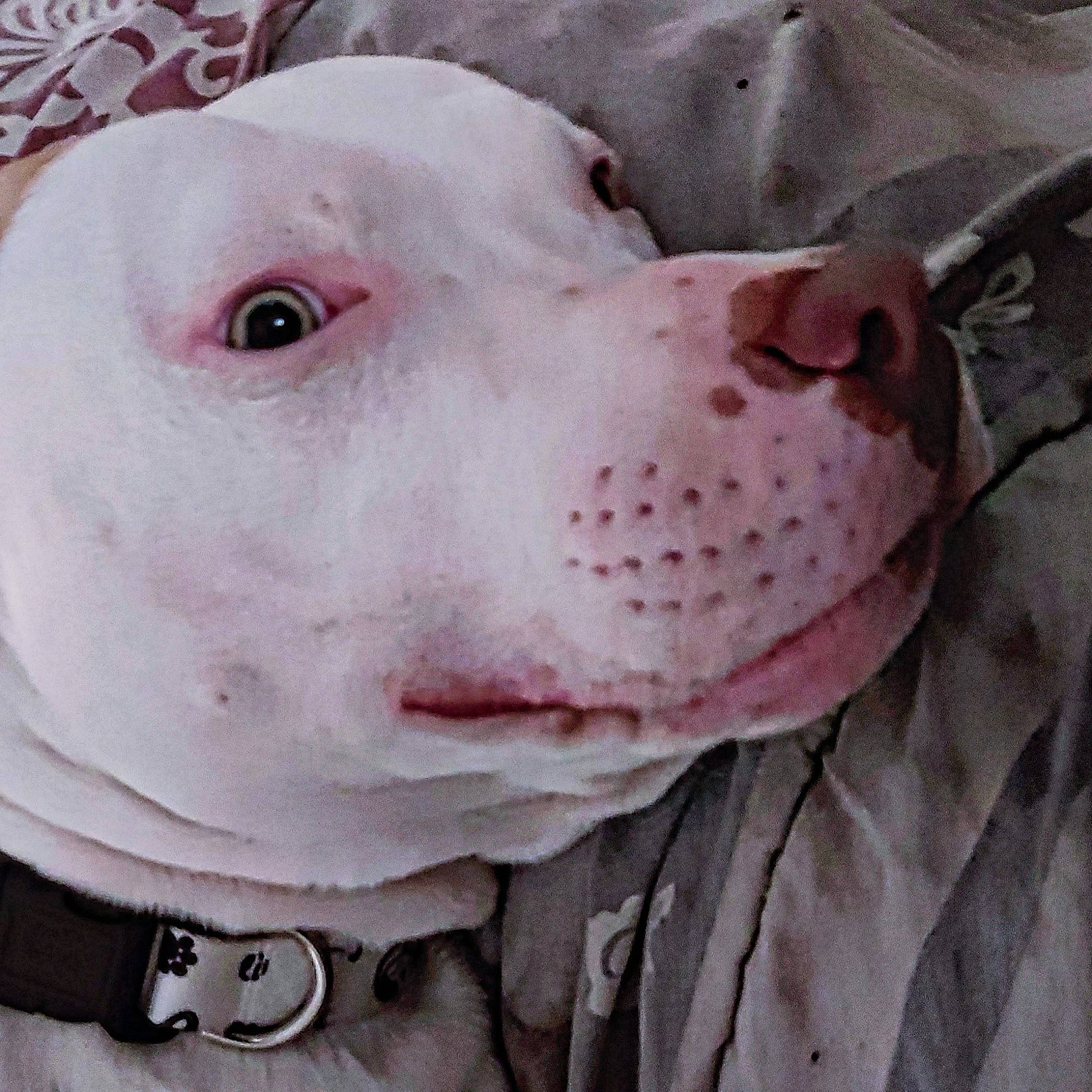 Sultan participe au concours pour gagner de l'argent avec cette photo : canidae, carnivore, collar, companion_dog, dog, dog_breed, dog_collar, dogo_argentino, fawn, flesh, hunting_dog, jaw, jewellery, liver, no_expression, non_sporting_group, snout, sporting_group, terrestrial_animal, working_animal