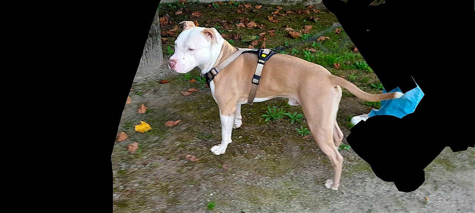 Sultan participe au concours pour gagner de l'argent avec cette photo : canidae, collar, companion_dog, dog, dog_breed, dog_collar, dog_supply, fawn, non_sporting_group, pet_supply, sporting_group, tail, working_animal, working_dog