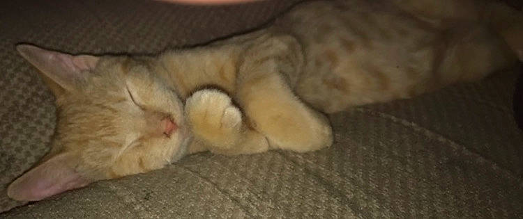 Claude joined the competition — help win amazing prizes! carnivore, cat, claw, comfort, domestic_short_haired_cat, fawn, felidae, fur, nap, paw, sleep, small_to_medium_sized_cats, snout, tail, terrestrial_animal, whiskers