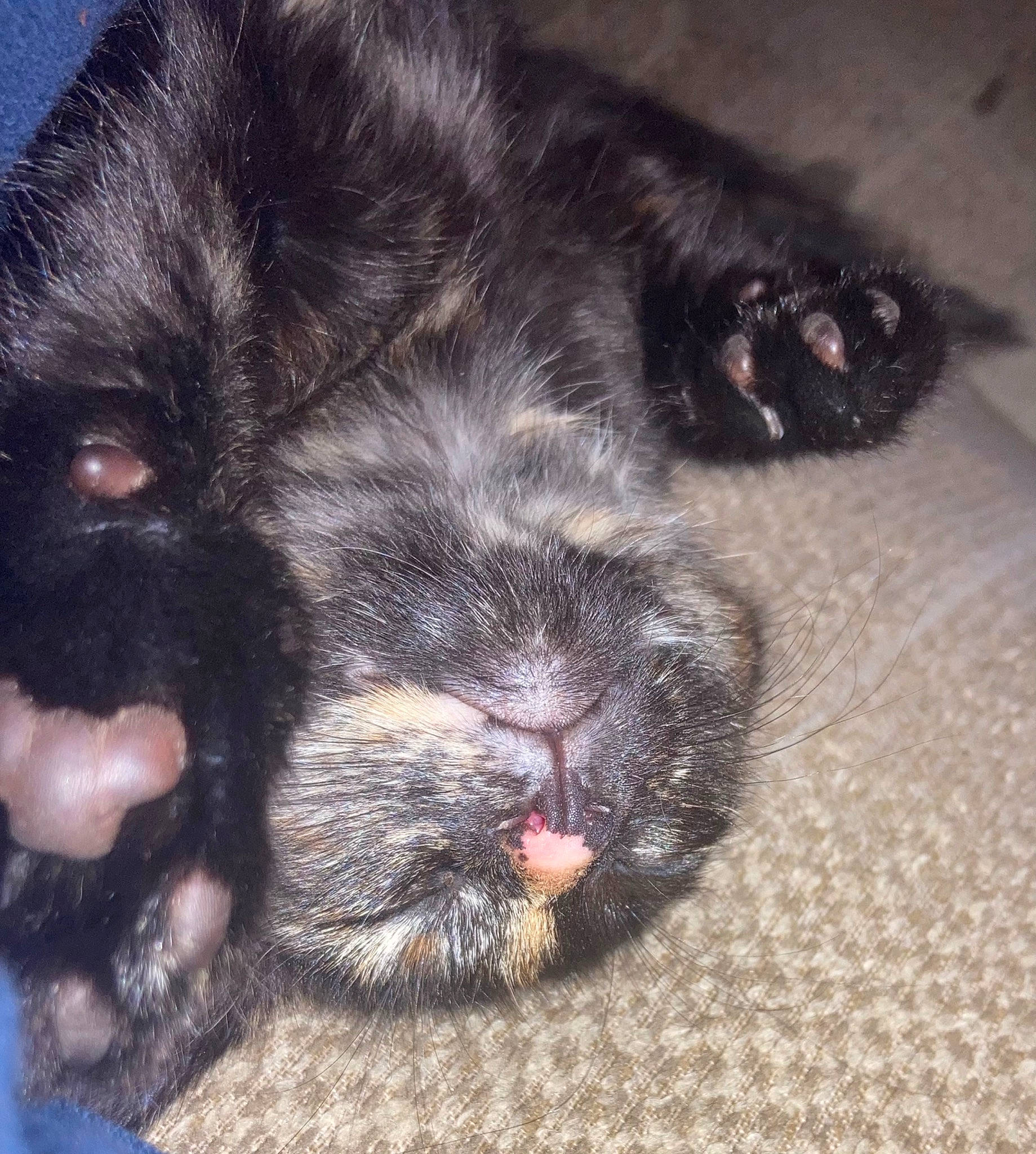 Stalker is registered to the contest to win money with this photo: black_cat, canidae, carnivore, claw, comfort, companion_dog, dog_breed, domestic_short_haired_cat, fawn, felidae, foot, fur, liver, nap, paw, small_to_medium_sized_cats, sporting_group, tail, terrestrial_animal, whiskers