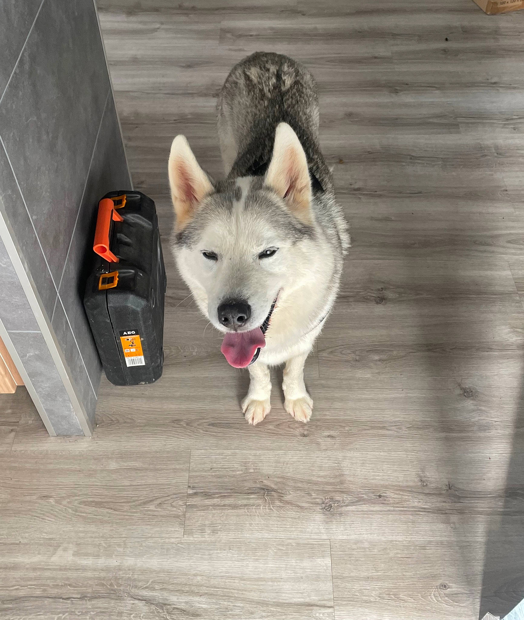 Jazz participe au concours pour gagner de l'argent avec cette photo : canis, carnivore, companion_dog, dog, dog_breed, fawn, floor, flooring, grey, hardwood, road_surface, siberian_husky, sidewalk, sled_dog, sporting_group, tail, wolf, wood, working_animal, working_dog