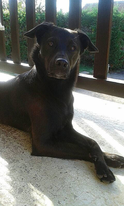 Lucas participe au concours pour gagner de l'argent avec cette photo : art, borador, canidae, carnivore, companion_dog, dog, dog_breed, fawn, fur, guard_dog, liver, plant, shade, snout, sporting_group, tail, terrestrial_animal, toy_dog, whiskers, working_animal