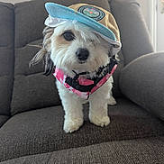 Bailey joined the competition — help win amazing prizes! dog, puppy, pet, hat, cap, pink_harness, couch, indoor, furniture, cute, fluffy, white_dog, small_dog, animal, portrait, canine, sitting, domestic, companion, adorable