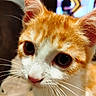 cat, orange_cat, white_cat, close_up, portrait, face, eyes, whiskers, ears, fur, tabby, pet, animal, indoor, home, television, blurred_background, curious, adorable, photography
