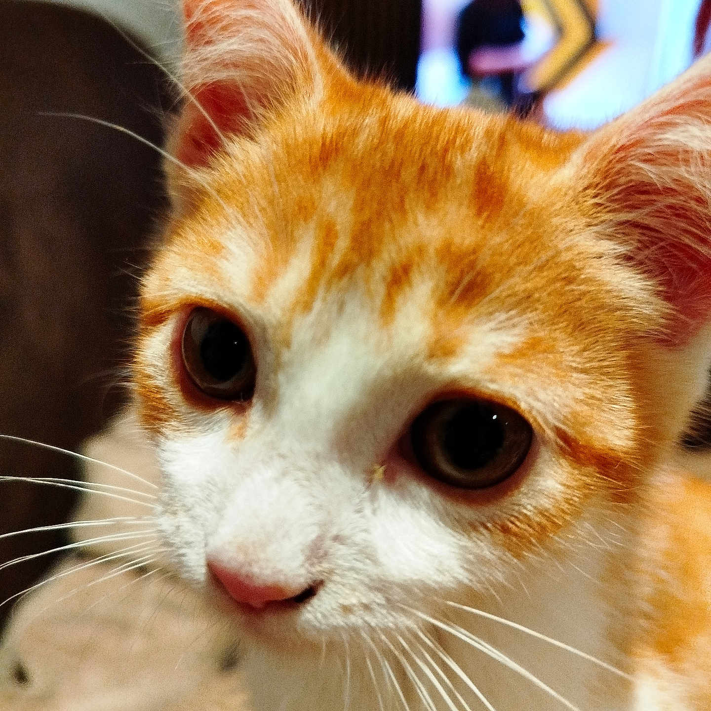 Isis participe au concours pour gagner de l'argent avec cette photo : cat, orange_cat, white_cat, close_up, portrait, face, eyes, whiskers, ears, fur, tabby, pet, animal, indoor, home, television, blurred_background, curious, adorable, photography