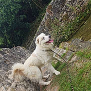 Mac a rejoint le concours — aidez-le/la à gagner de superbes lots ! dog, white_dog, blue_eyes, leash, stone_path, grass, wildflowers, greenery, outdoor, nature, happy_dog, fluffy, pet, animal, canine, tongue_out, walking, summer, daylight, garden