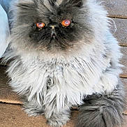 Remington is registered to the contest to win money with this photo: cat, persian_cat, fluffy, gray_fur, orange_eyes, pet, animal, cute, feline, sitting, wooden_floor, closeup, fur, whiskers, domestic_animal, indoor, portrait, looking_up, soft_texture, tail