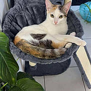 Tsuki a rejoint le concours — aidez-le/la à gagner de superbes lots ! animal, calico_cat, cat, cat_hammock, cat_tree, cozy, curious, ears, feline, floor, fur, green, indoor, leaf, looking_at_camera, pet, plant, relaxed, tile_floor, whiskers