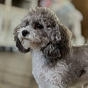 Blu is registered to the contest to win money with this photo: dog, poodle, small_dog, curly_fur, brown_and_white, pet, portrait, indoor, living_room, wooden_floor, bokeh, shallow_depth_of_field, cute, eyes, nose, fur, companion, standing, blurred_background, home